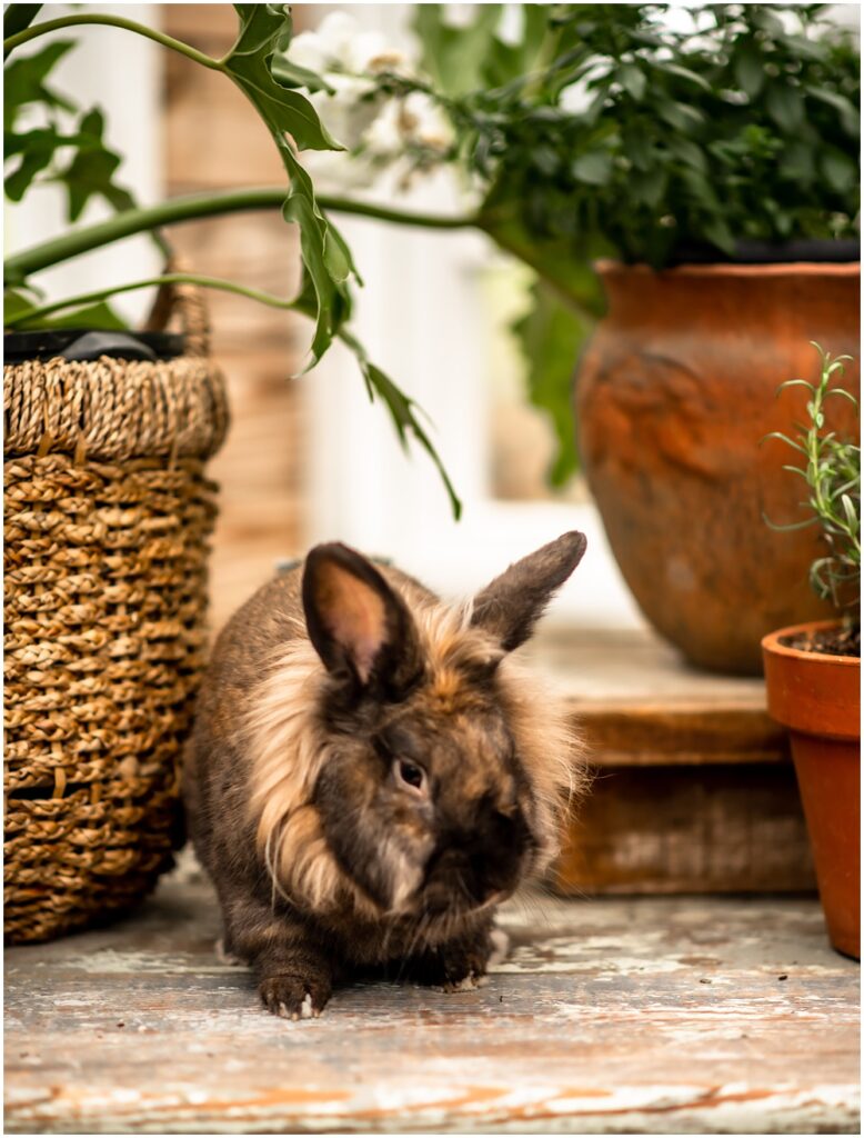 Archie the bunny posing for Easter session at prospect farms in lawrenceville georgia 