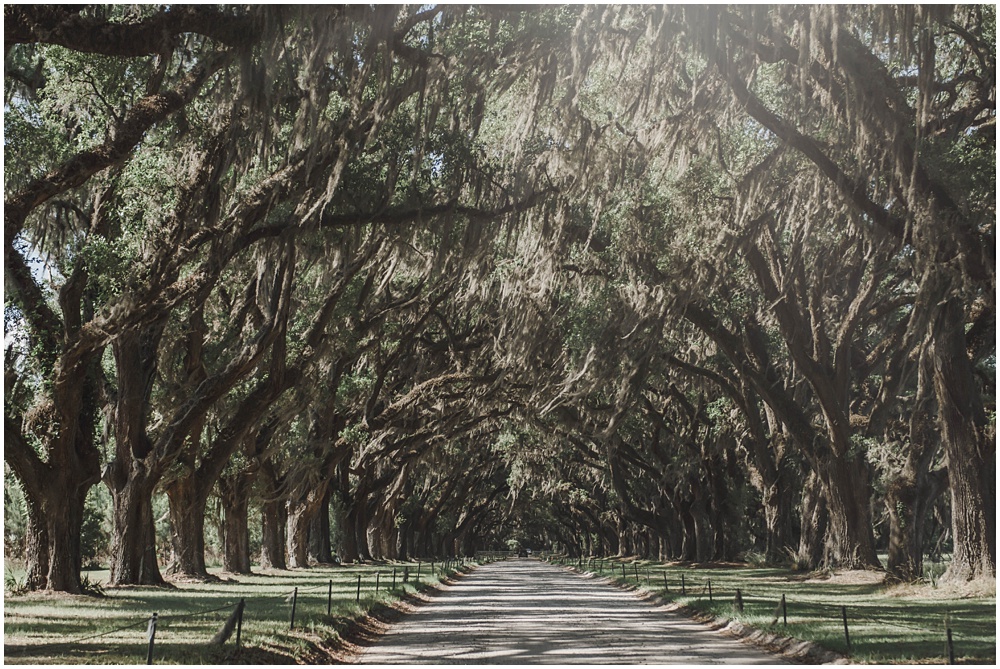 Atlanta wedding photographer photographs engagement session at wormsloe plantation in Savannah, Georgia 