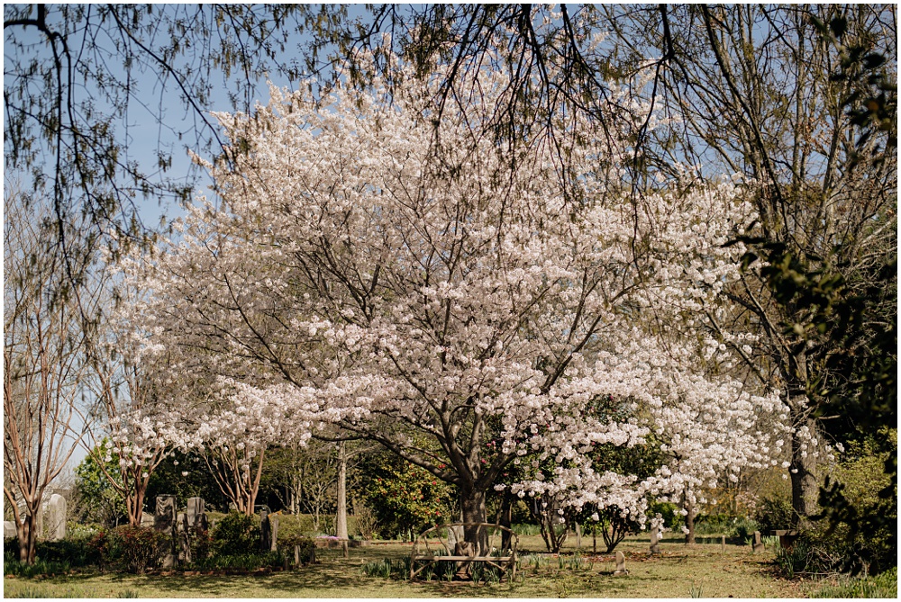 landscape during an engagement session at Oakland Cemetery in Atlanta georgia. Goth bride 2025