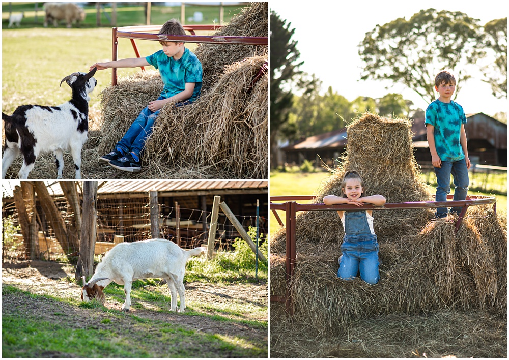 Flowery Branch photographer hosts mini session with highland cows and baby goats. These kids pose on the hay at Prospect Farms, Lawrenceville Ga