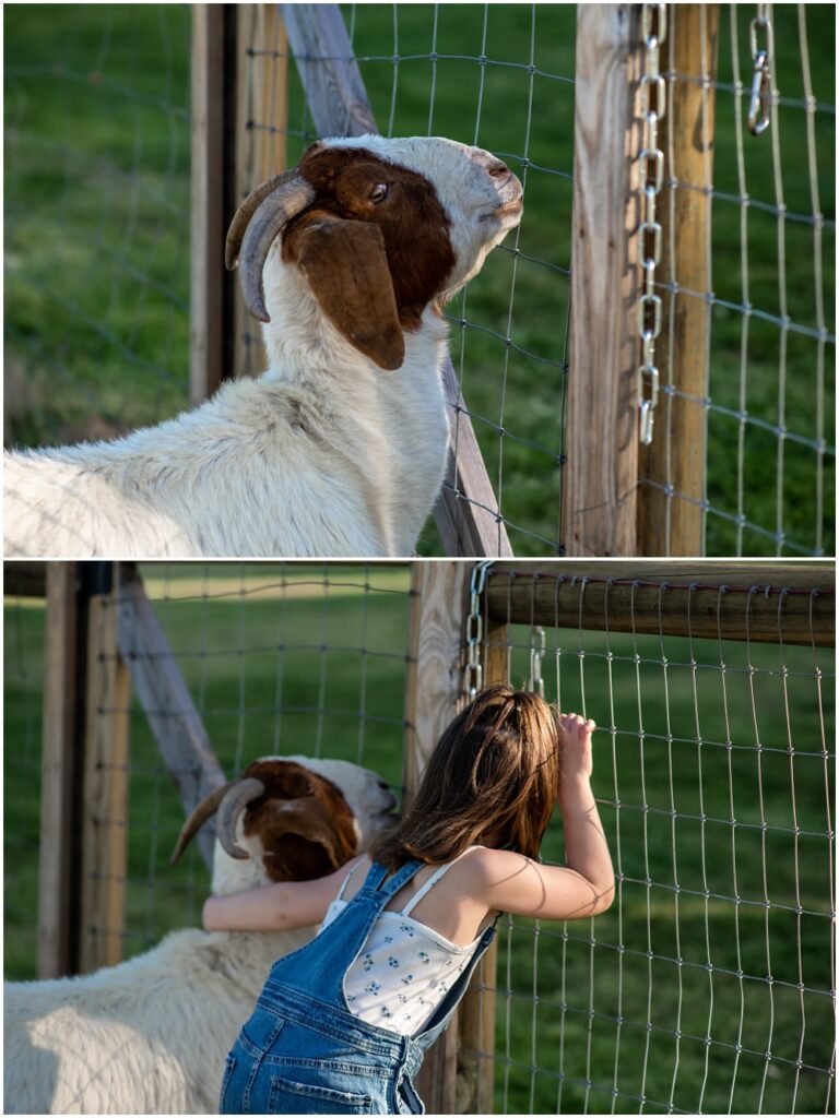 Flowery Branch photographer hosts mini session of little girl playing with baby goats. She's holding the goat and looking through the fence at Prospect Farms, Lawrenceville Ga