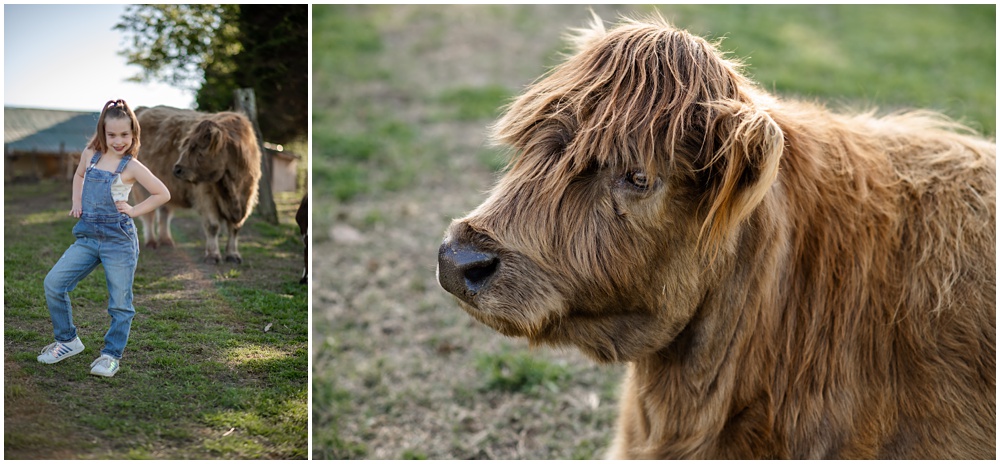 Flowery Branch photographer hosts mini session of little girl playing with baby goats. Highland cows in the background at Prospect Farms, Lawrenceville Ga