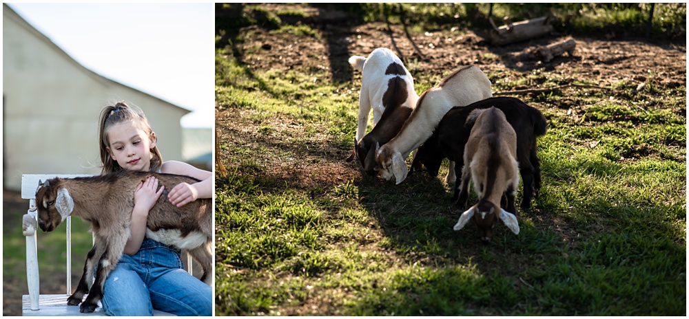 Flowery Branch photographer hosts mini session of little girl playing with baby goats. Highland cows in the background at Prospect Farms, Lawrenceville Ga