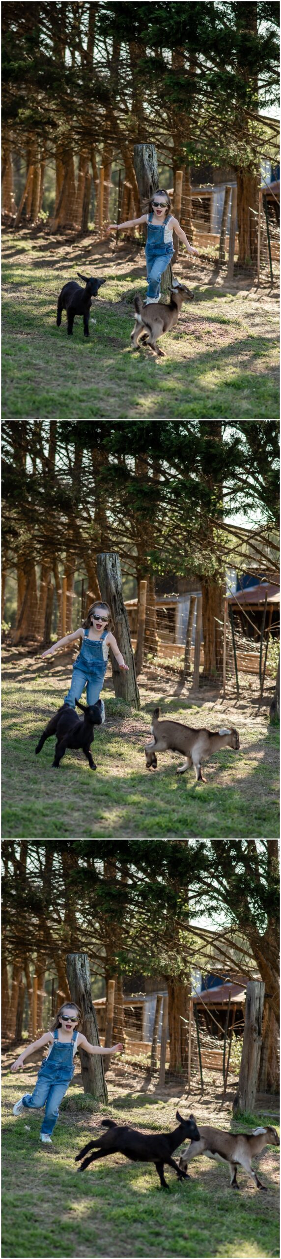 Flowery Branch photographer hosts mini session of little girl playing with baby goats. She's running around chasing goats at Prospect Farms, Lawrenceville Ga