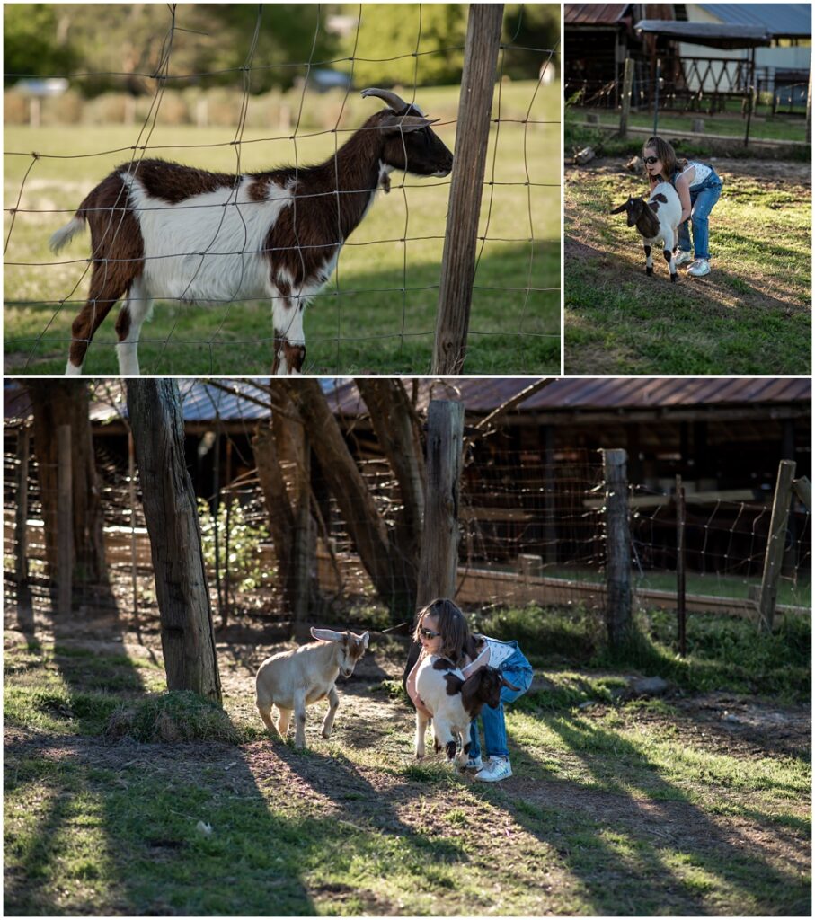 Flowery Branch photographer hosts mini session of little boy playing with baby goats. She enjoys trying to pick up the goats at Prospect Farms, Lawrenceville Ga