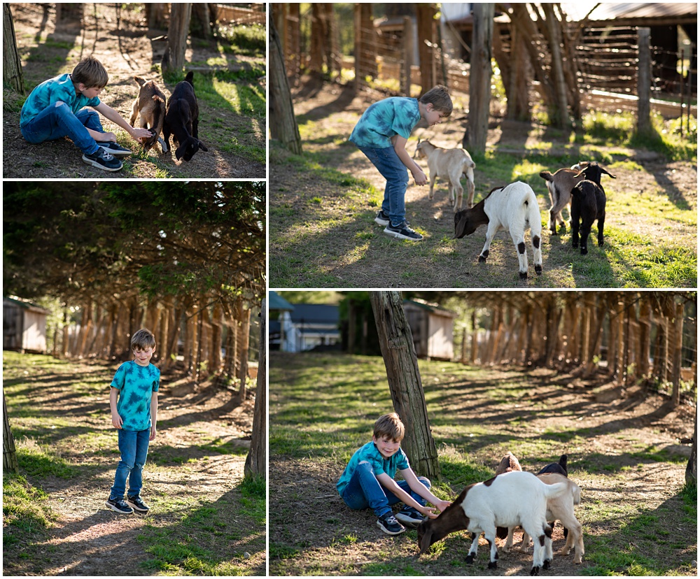 Flowery Branch photographer hosts mini session of little boy playing with baby goats. He's kneeling down feeding goats at Prospect Farms, Lawrenceville Ga