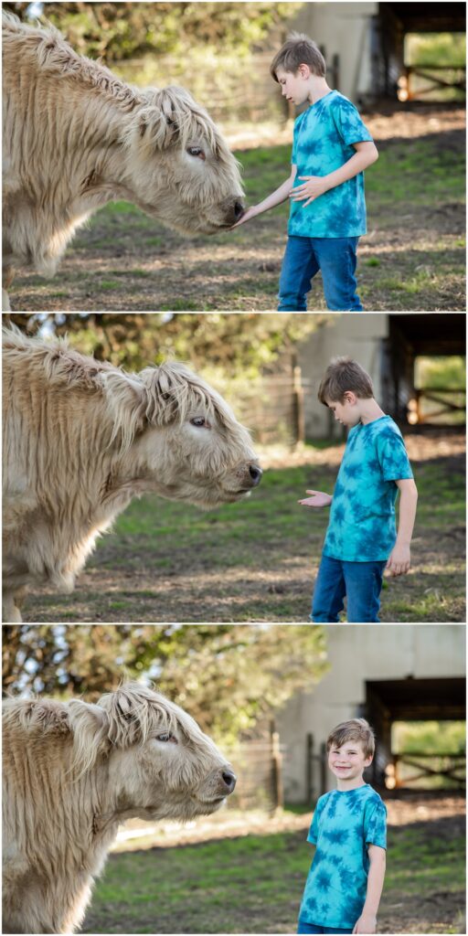 Flowery Branch photographer hosts mini session with highland cows and baby goats. This boy stands beside a highland cow and feeds it at Prospect Farms, Lawrenceville Ga