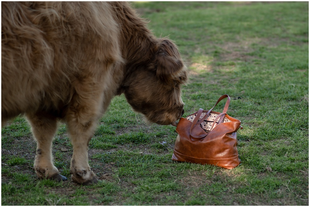 Flowery Branch photographer hosts mini session with highland cows and baby goats. This cow tries to eat the photographer's camera bag at Prospect Farms, Lawrenceville Ga